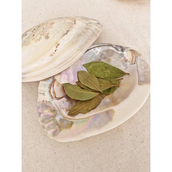 İstiridye Sedef Deniz Kabuğu Tütsülük