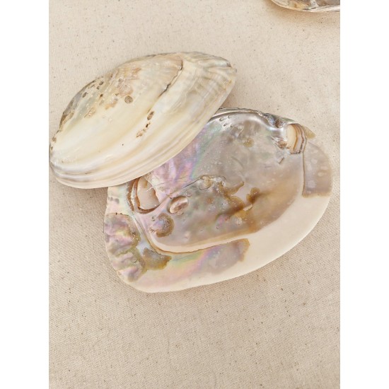 İstiridye Sedef Deniz Kabuğu Tütsülük