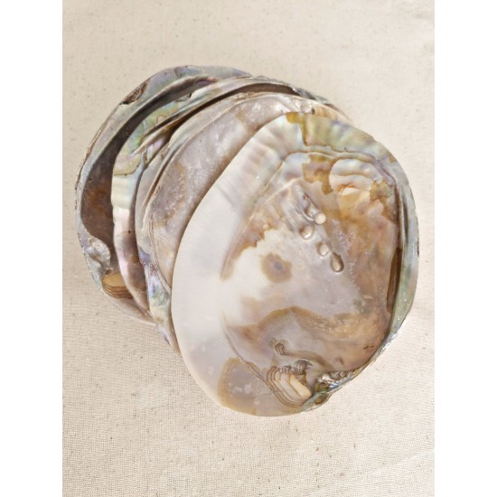 İstiridye Sedef Deniz Kabuğu Tütsülük