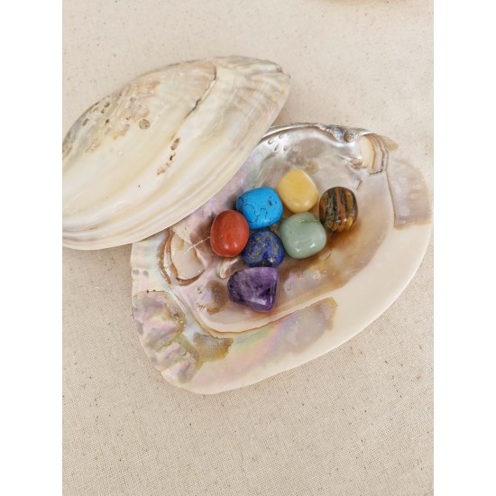 İstiridye Sedef Deniz Kabuğu Tütsülük